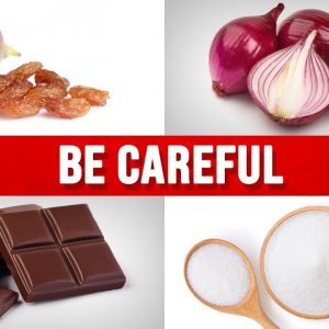 10 Foods That Can Kill Your Dog