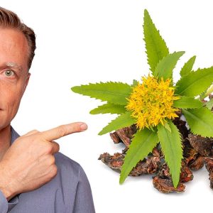 The Benefits of the RHODIOLA Herb